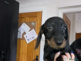 Miniature Dachshund dogs Miniature wire hair dachshunds - Advert 4