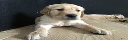 Golden Retriever dogs for sale: KC Reg Dark Red Golden Retriever-100% DNA Tested - Advert 30