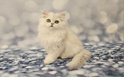 British Shorthair cats for sale: Excellent Scottish straight and fold kittens - Image 5