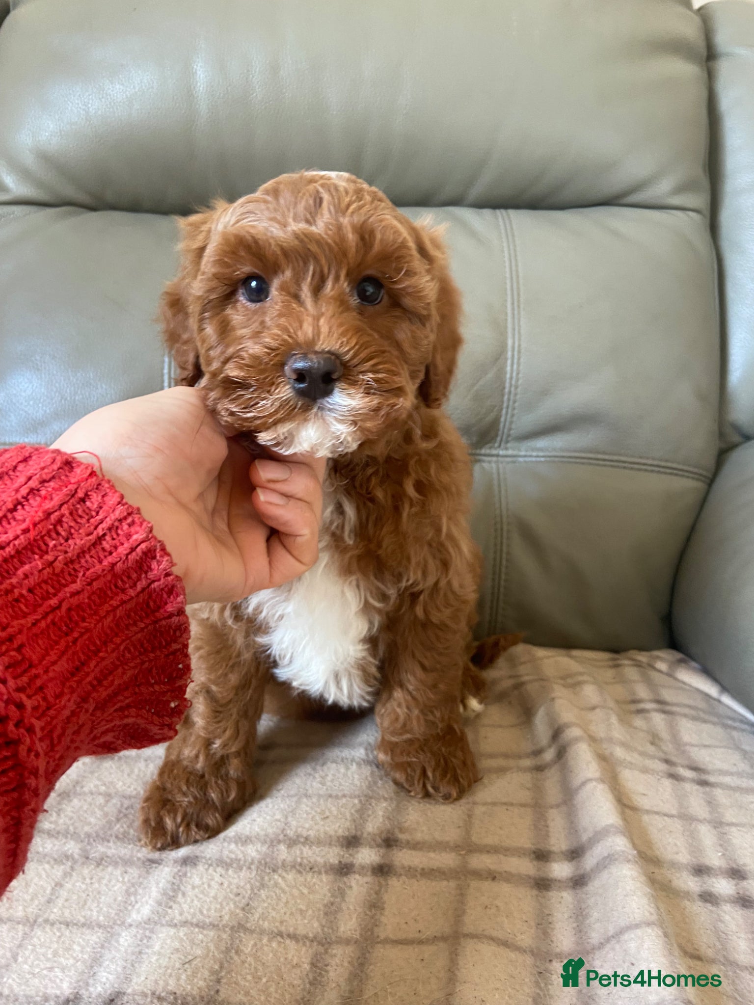 Mixed Breed dogs Stunning Australian Double Doodles - Advert 16