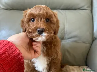 Mixed Breed dogs Stunning Australian Double Doodles - Advert 16