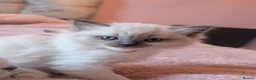 Ragdoll cats for sale: Expecting a litter on the 06 th June  in South Molton - Advert 9
