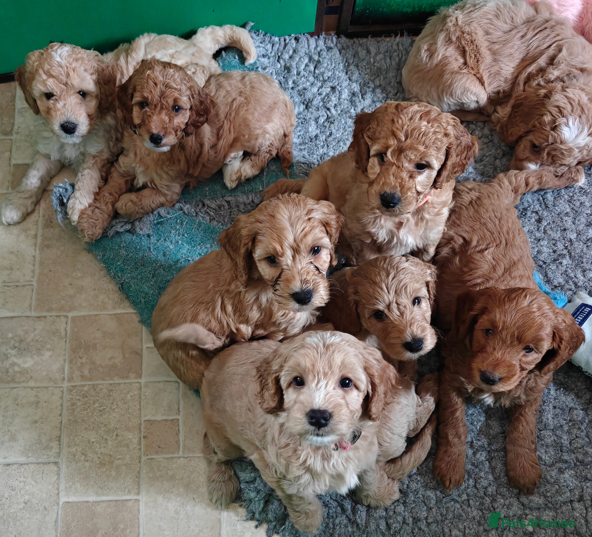 Cockapoo dogs Gorgeous F1B Cockapoo Puppies  - Advert 2