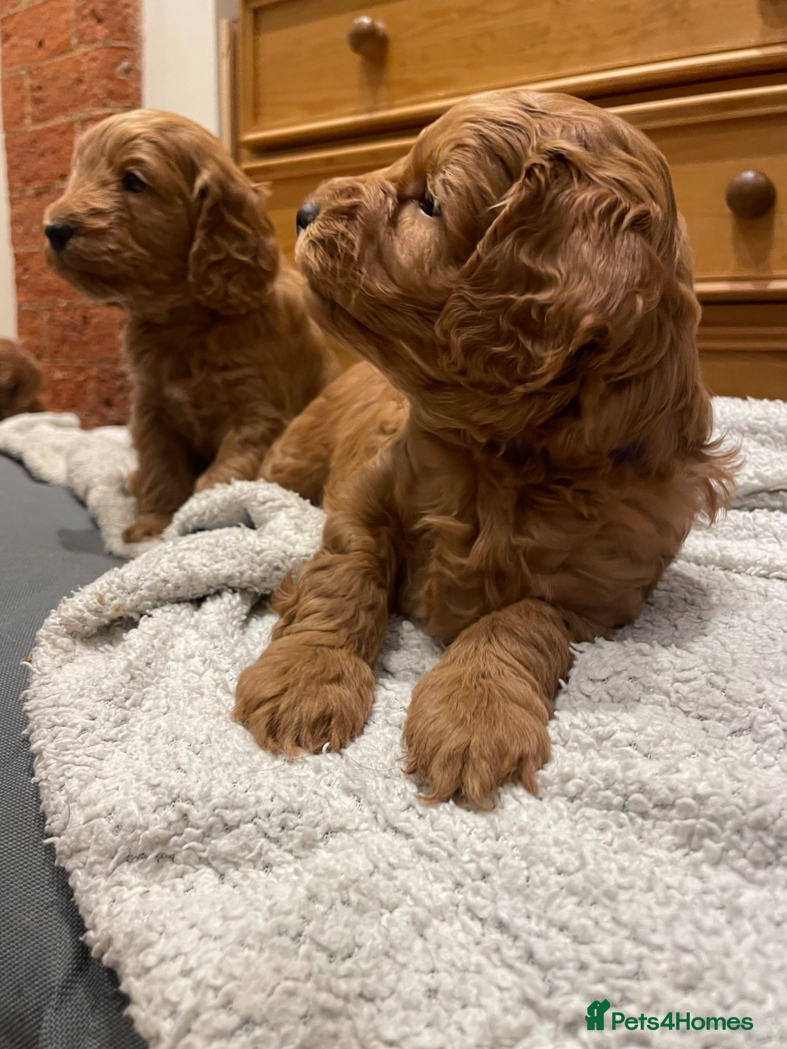 Cockapoo dogs 4th generation Cockapoo puppies - Advert 2