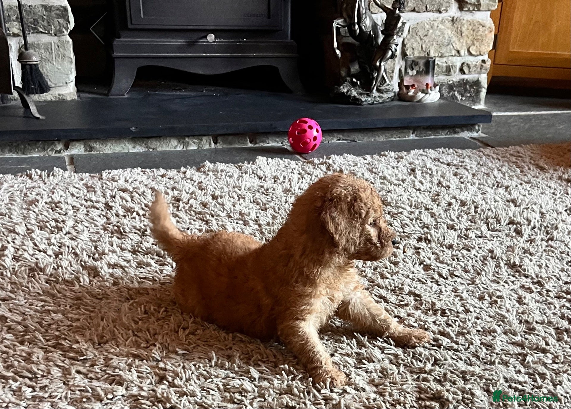 Goldendoodle dogs GOLDENDOODLE  PUPPIES F1b  - Advert 1