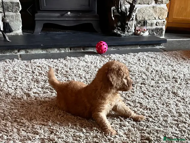Goldendoodle dogs for sale: GOLDENDOODLE PUPPIES F1b - Advert 1