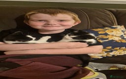 Mixed Breed cats for sale: Felix cats - Image 4