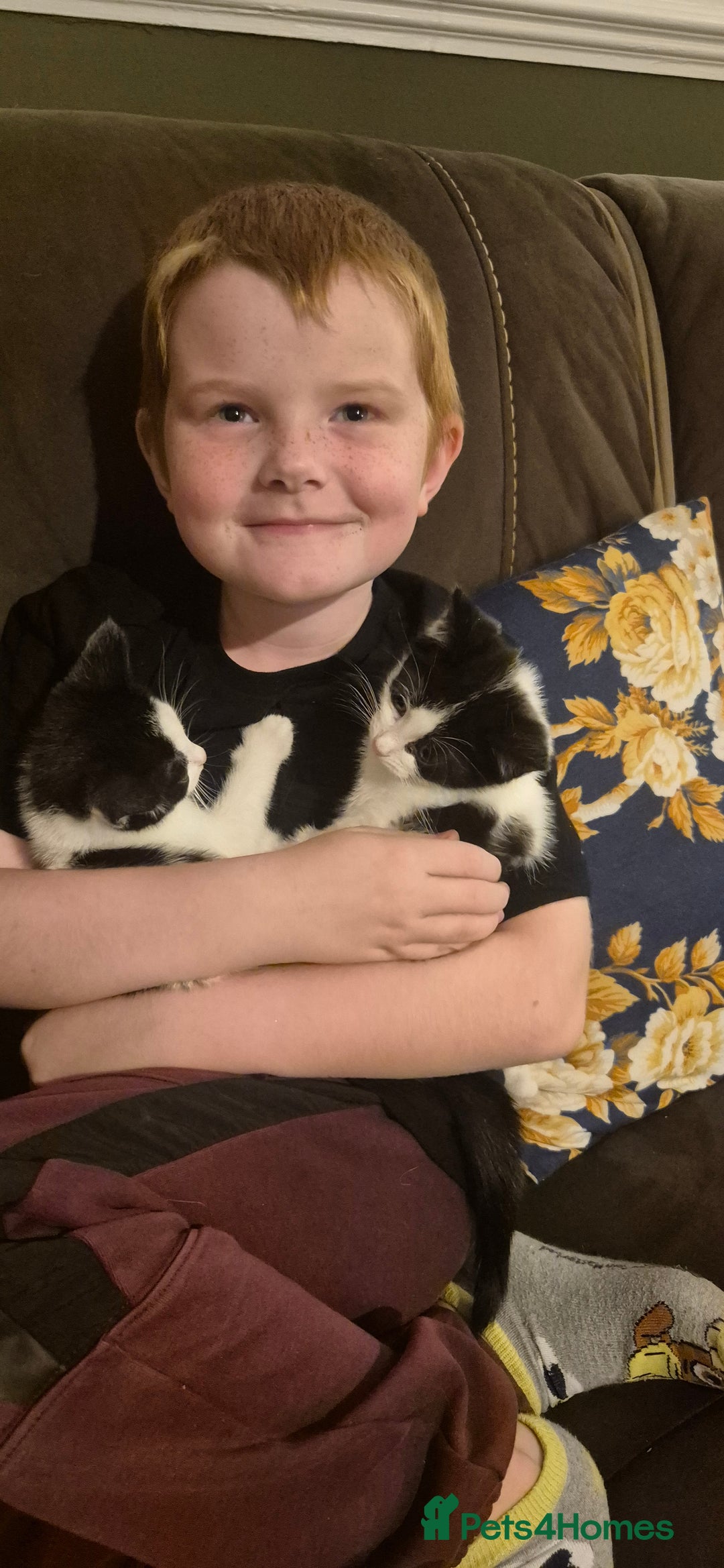 Mixed Breed cats for sale: Felix cats - Image 4