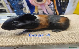 Guinea Pig rodents for sale: Beautiful rare swiss and smooth boys and girls - Image 6