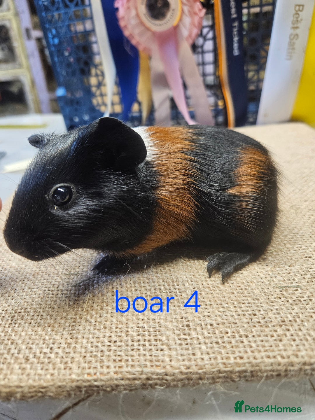 Guinea Pig rodents for sale: Beautiful rare swiss and smooth boys and girls - Image 6