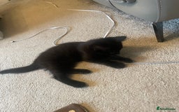 Brazilian Shorthair cats for sale: Little black rescue kitten - Image 6