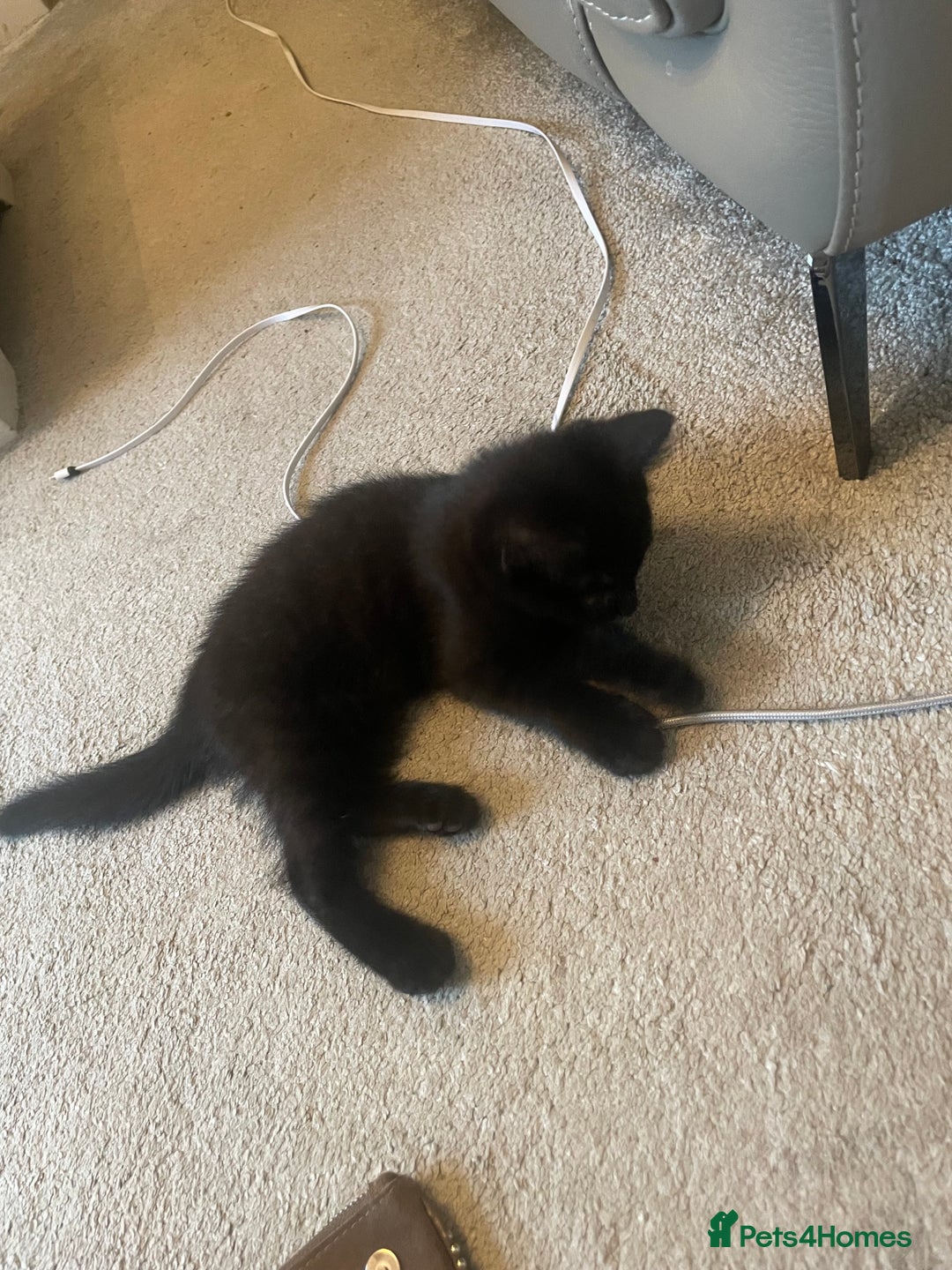 Brazilian Shorthair cats for sale: Little black rescue kitten - Image 6