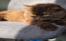 British Shorthair cats for stud: GCCF/TICA/WCF Registered Chocolate Stud PT* import in London - Image 2