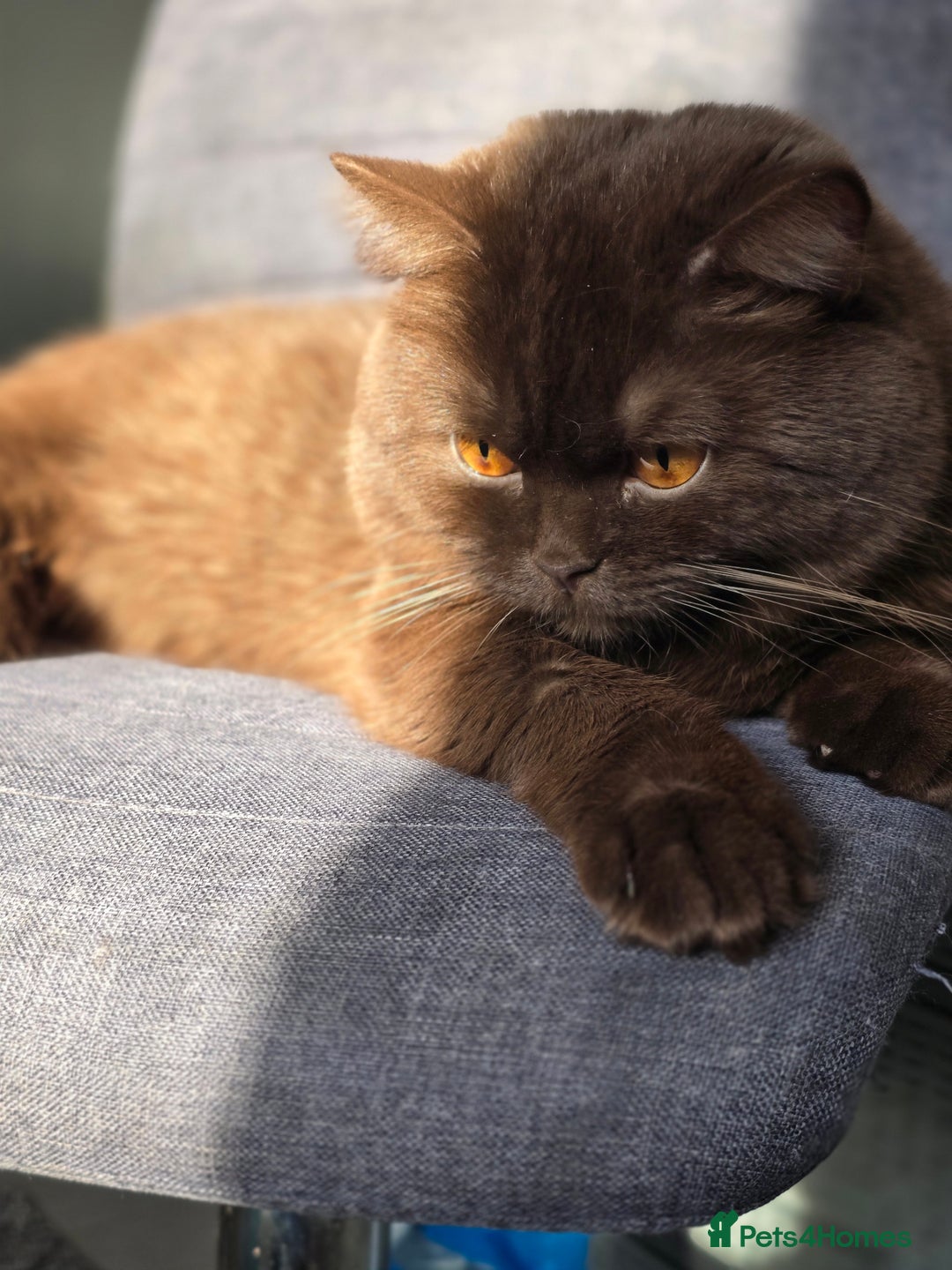 British Shorthair cats for stud: GCCF/TICA/WCF Registered Chocolate Stud PT* import in London - Image 2