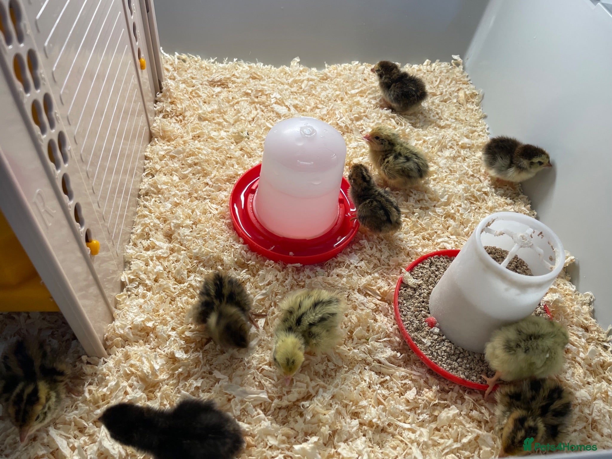 Quail poultry Mixed Coturnix Quail Chicks - Advert 1