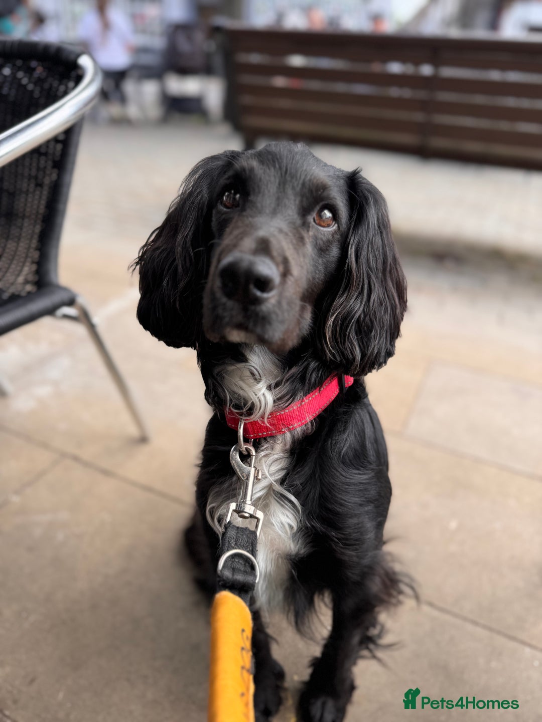 Cocker Spaniel dogs for stud: Kc  working cocker available for stud duties - Advert 3