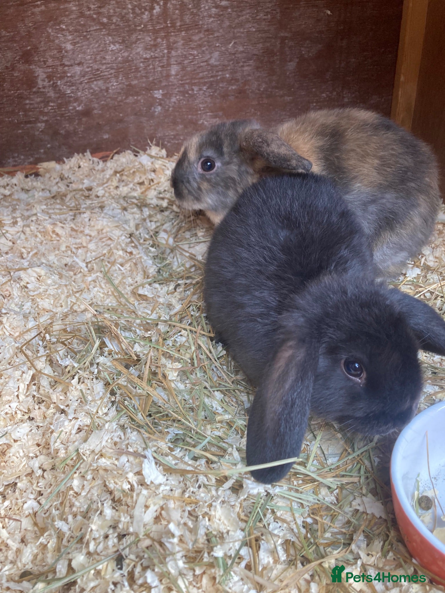 Mixed Breed rabbits 5 baby lops - Advert 20
