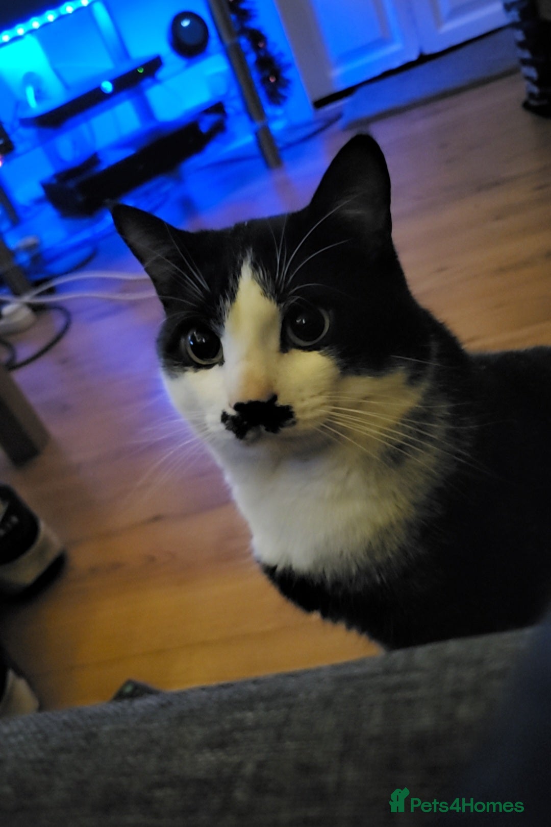 Mixed Breed cats for sale: Male cat needing a new home - Advert 4