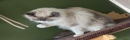 Ragdoll cats for sale: Amazing big ragdoll boy.  - Advert 13