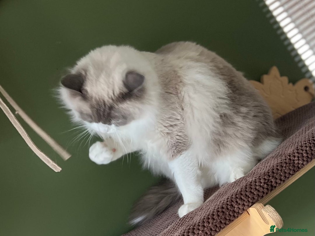 Ragdoll cats for sale: Amazing big ragdoll boy.  - Advert 13