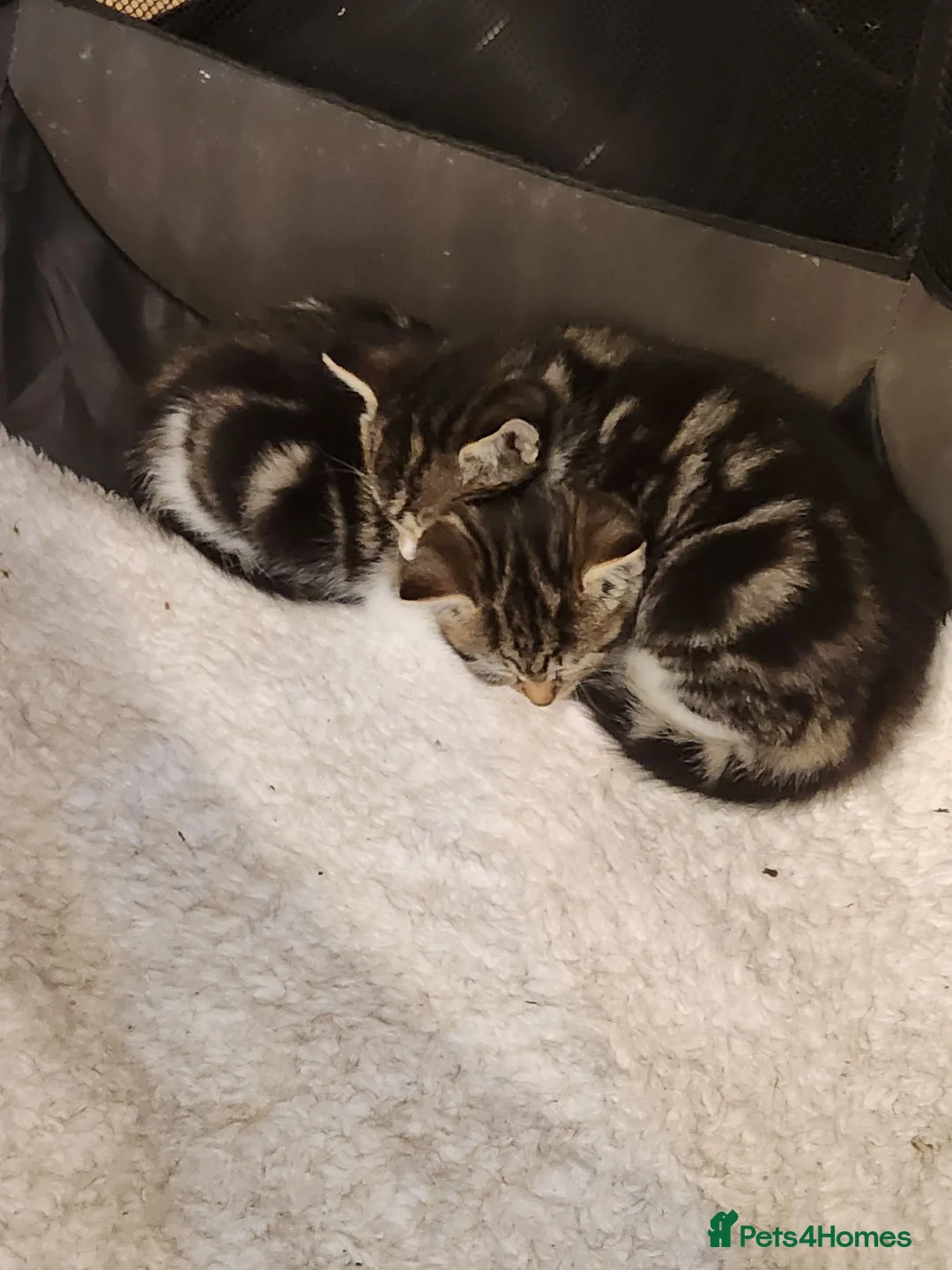 Mixed Breed cats for sale: Two adorable female tabby kittens for sale in Dunstable - Advert 1
