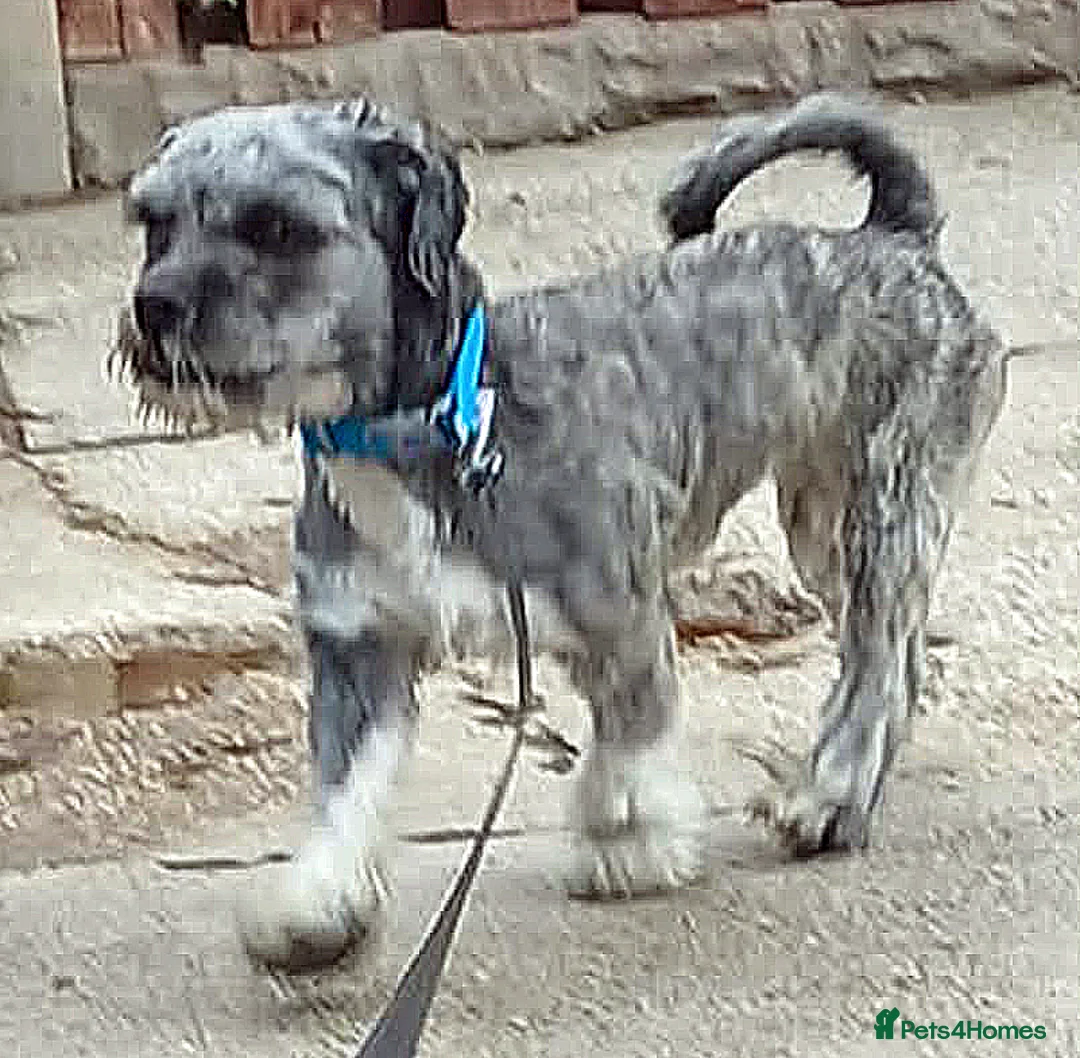 Lhasa Apso dogs for adoption: Friendly boy Bruno wants a new loving forever home in Barnsley - Advert 2