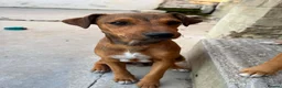 Mixed Breed dogs for sale: Jack Russell x Plummer puppies for sale - Advert 13