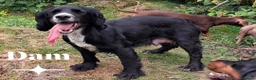 Cocker Spaniel dogs for sale: Beautiful Cocker spaniel  - Advert 6