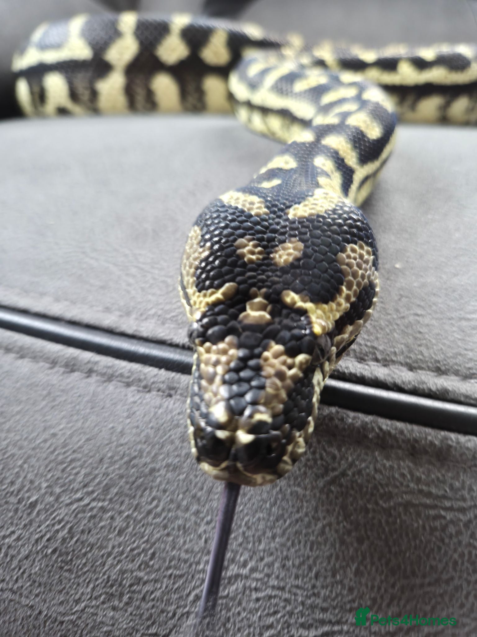 Python Snake reptiles Female Jungle Python  - Advert 2