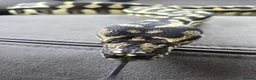 Python Snake reptiles for sale: Female Jungle Python  in Annan - Advert 2