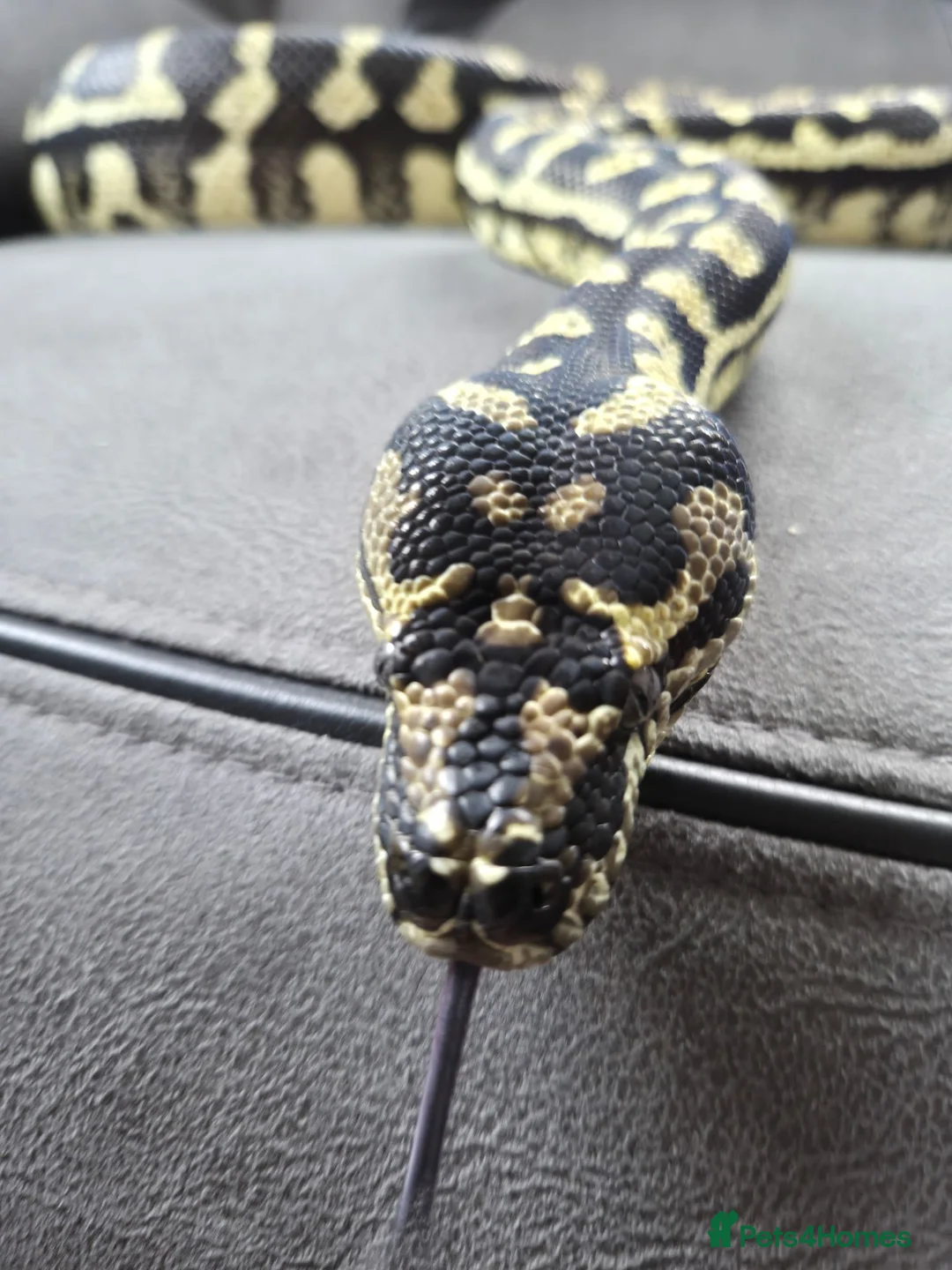Python Snake reptiles for sale: Female Jungle Python  in Annan - Advert 2