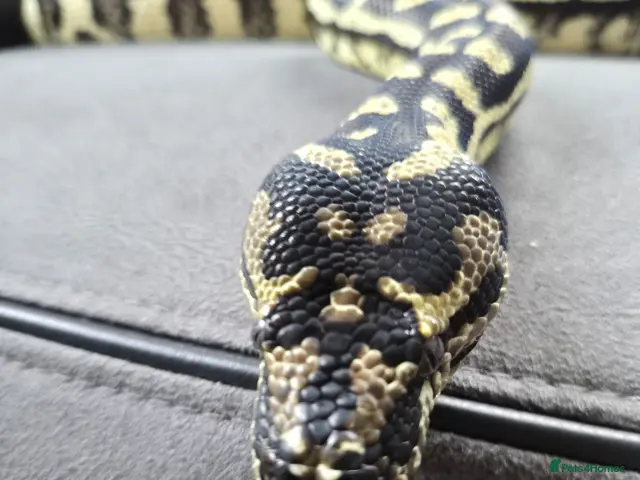 Python Snake reptiles for sale: Female Jungle Python - Advert 2