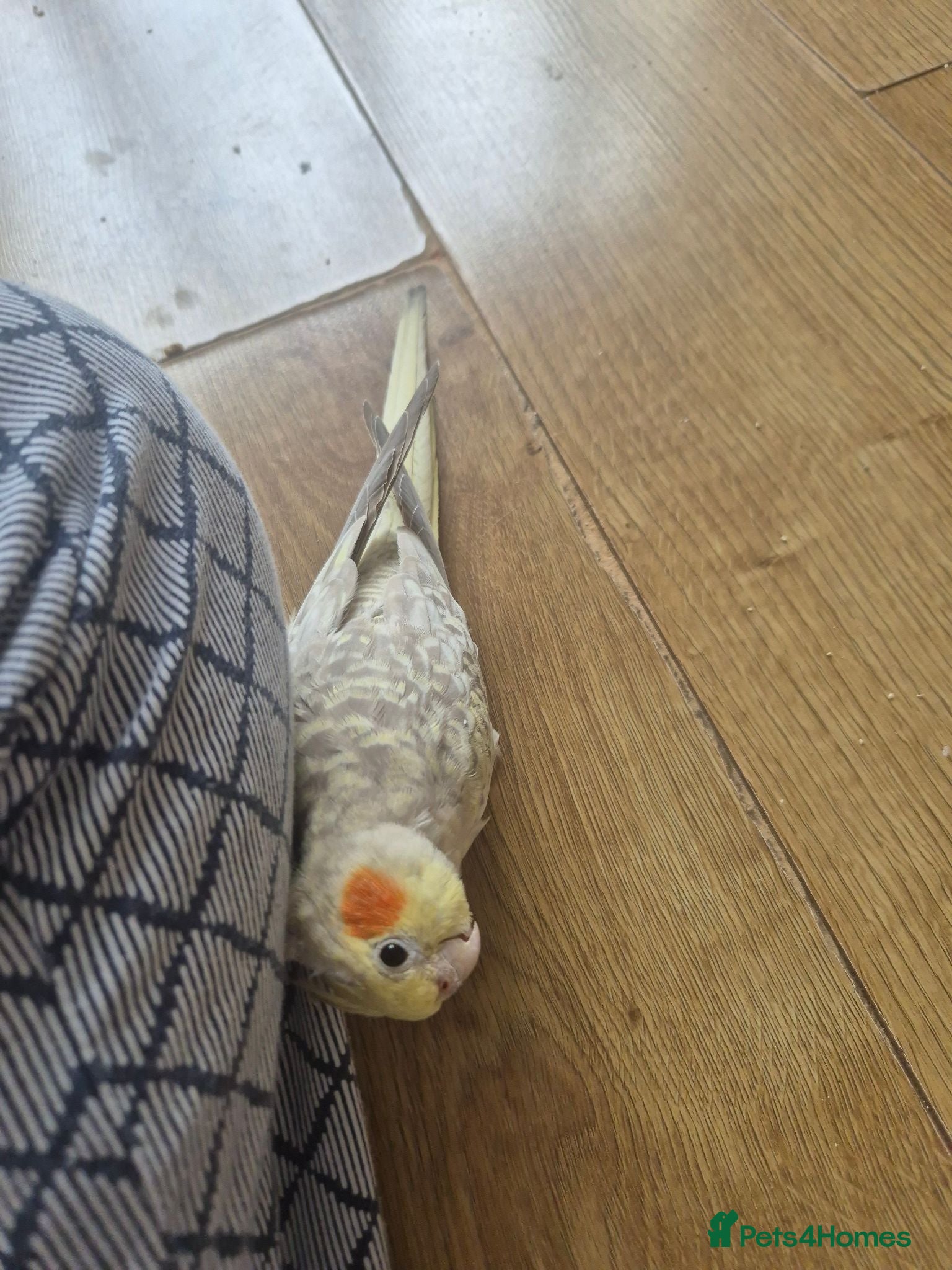 Cockatiels birds Semi Tame Cockatail Male for sale 4 mothes old - Advert 4