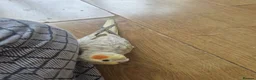 Cockatiels birds for sale: Semi Tame Cockatail Male for sale 4 mothes old in Derby - Advert 1