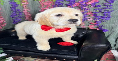 Golden Retriever dogs - Advert 10