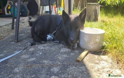 Shepsky dogs for sale: Nyxie - Image 1