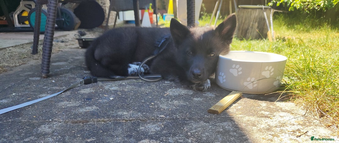 Shepsky dogs for sale: Nyxie - Image 1