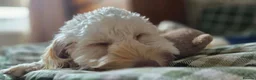 Cockapoo dogs for sale: F1B Male cockapoo rehome  in Elgin - Advert 6