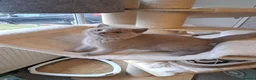 British Shorthair cats for sale: Top Quality purebreed BSH kittens - Advert 6