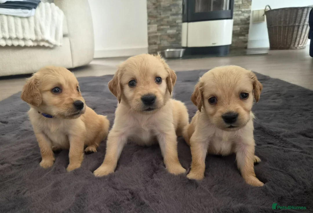Goldendoodle dogs for sale: Beautiful strong puppy’s  - Advert 2