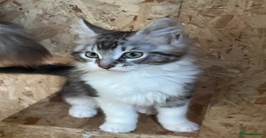 Maine Coon cats - Advert 11