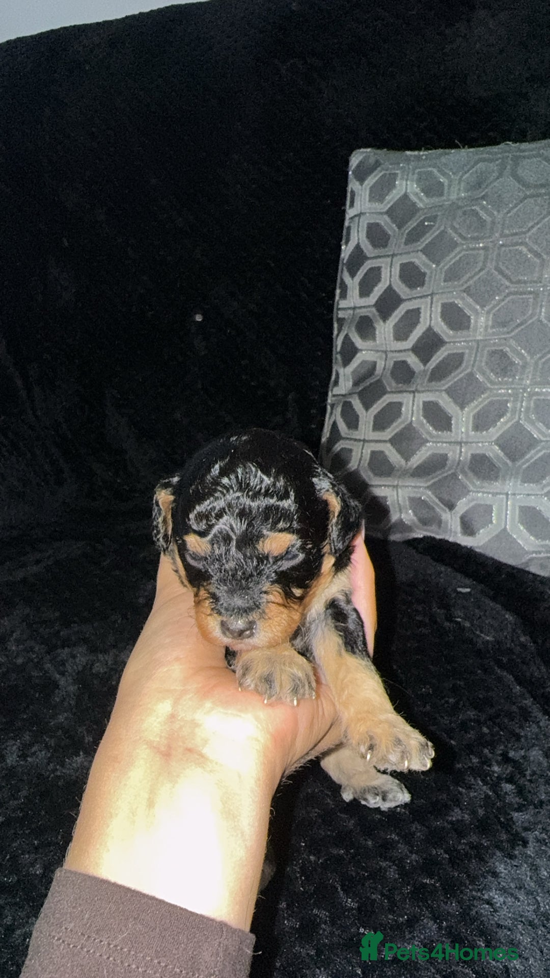 Cavapoo dogs for sale: 2 gorgeous boys looking for there forever home🩵  - Image 8
