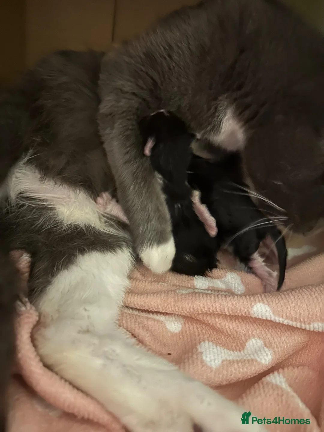 Mixed Breed cats for sale: Giant toe eaters - Advert 1