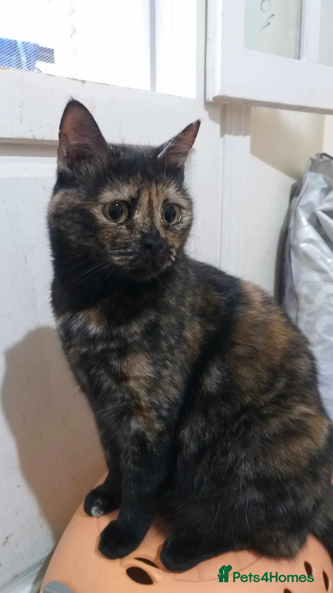 Mixed Breed cats for adoption: Pretty is longing for a loving home - Advert 3