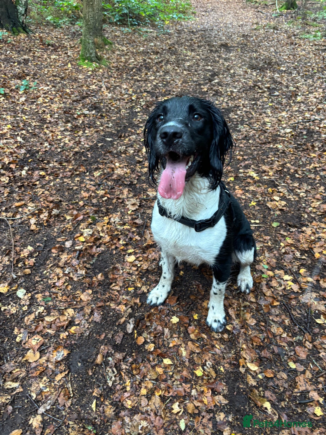 English Springer Spaniel dogs for sale: 9 English Springe4 Spaniels Puppies - Advert 2