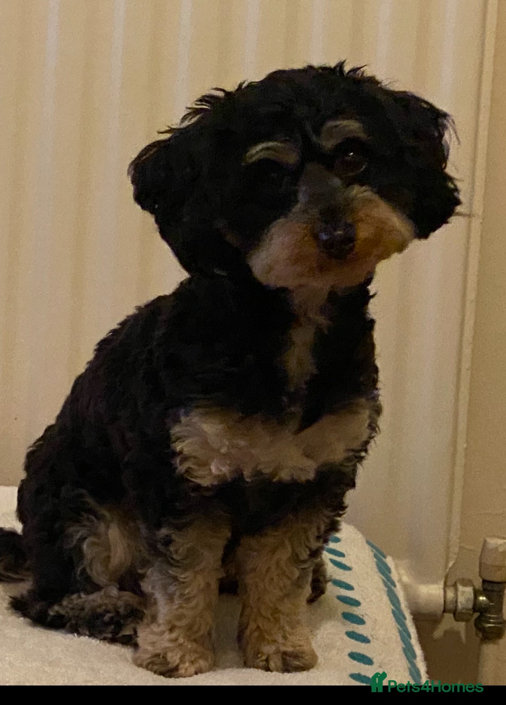 Yorkiepoo dogs  Yorkipoo pups - Advert 3