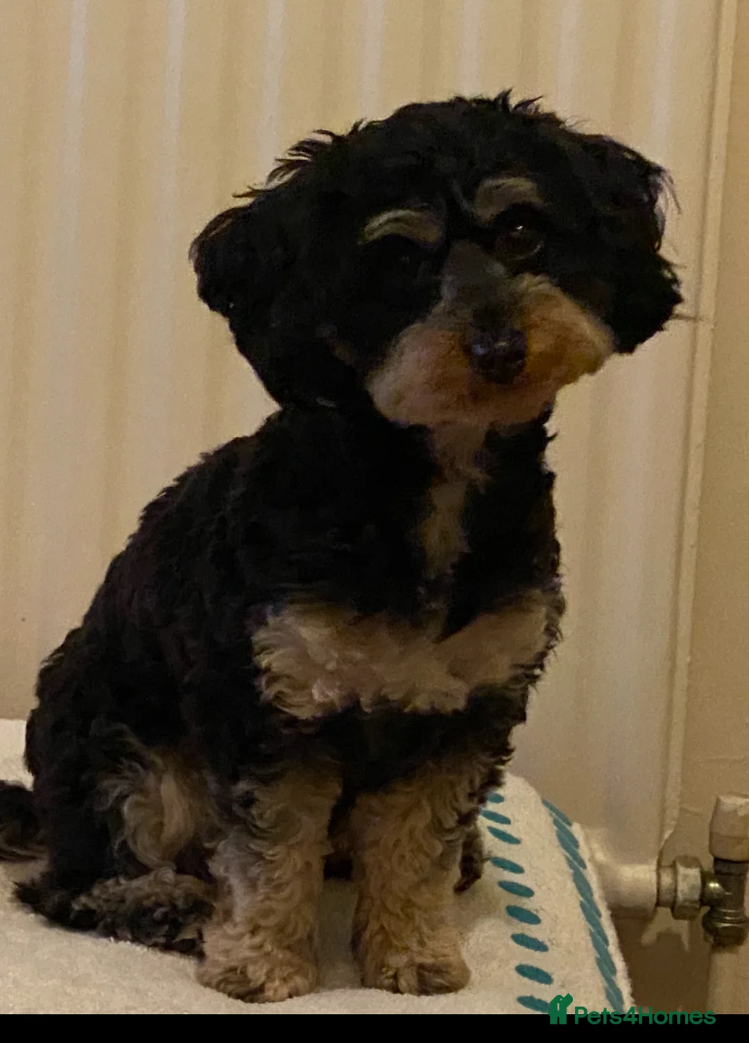 Yorkiepoo dogs for sale:  Yorkipoo pups - Advert 1