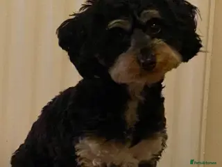 Yorkiepoo dogs Yorkipoo pups - Advert 5