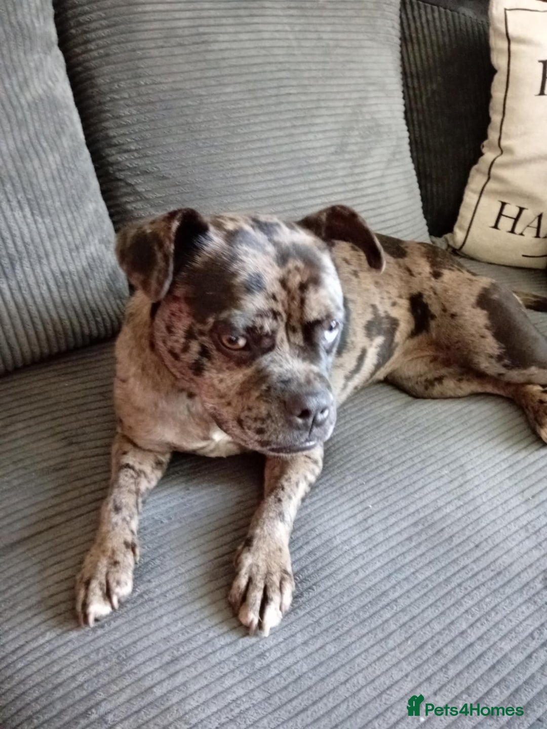 Mixed Breed dogs for sale: Merle girl French x staffy  - Image 3