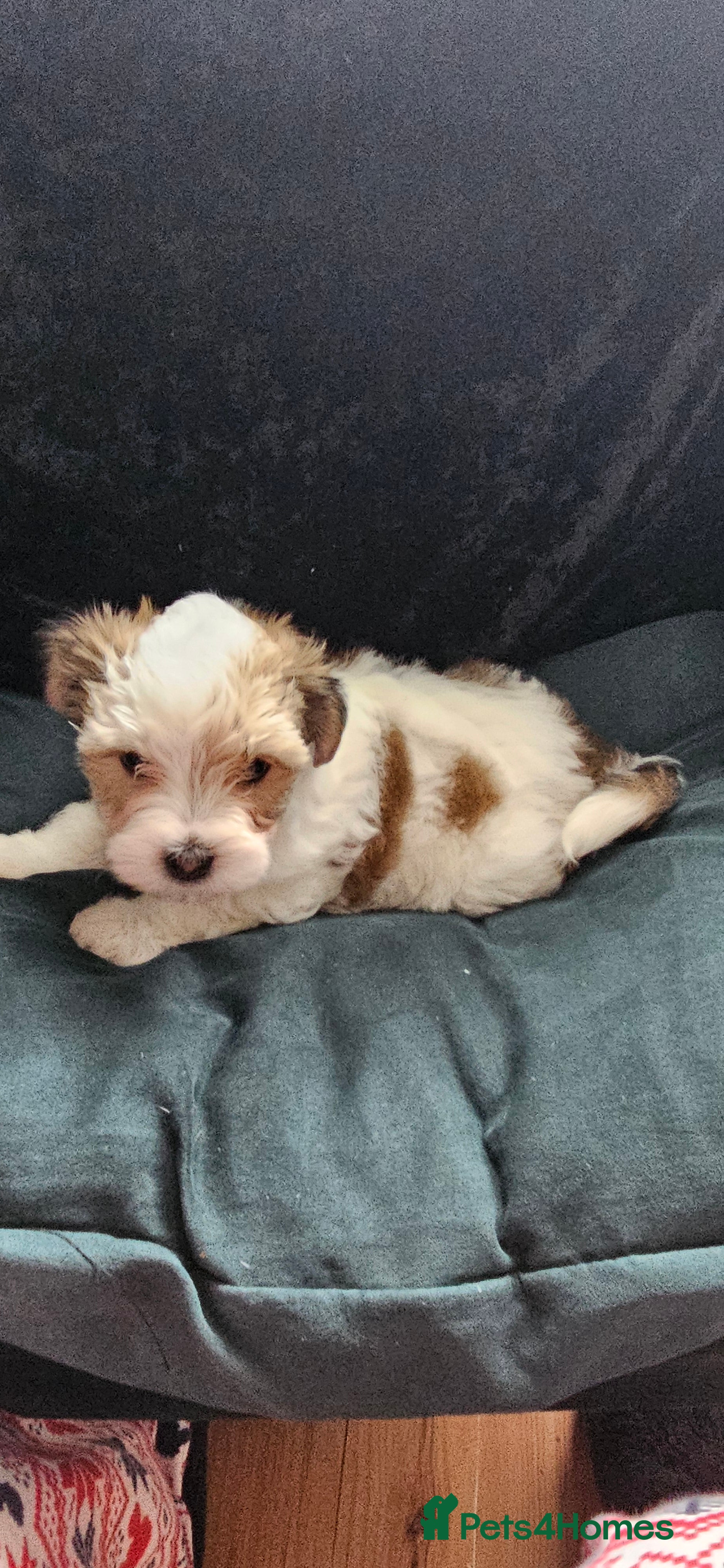 Morkie dogs Lovely pets - Advert 2